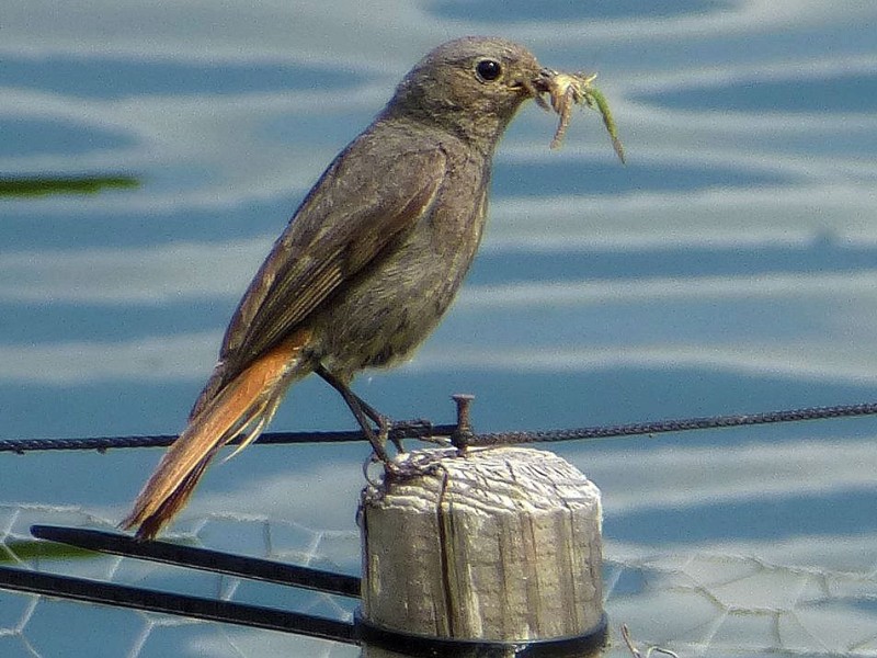 HausrotschwanzFoto: Franz Luthe Am Phoenixsee haben sich schon viele Tiere angesiedelt. Das Foto vom 5. Juli 2012 zeigt ein Hausrotschwanzweibchen mit Futter für ihren Nachwuchs.