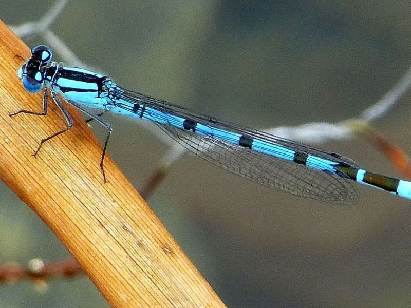 Am Phoenixsee haben sich schon viele Tiere angesiedelt. Das Foto vom 5. Juli 2012 zeigt die Libellen Hufeisen-Azurjungfer.Foto: Franz Luthe