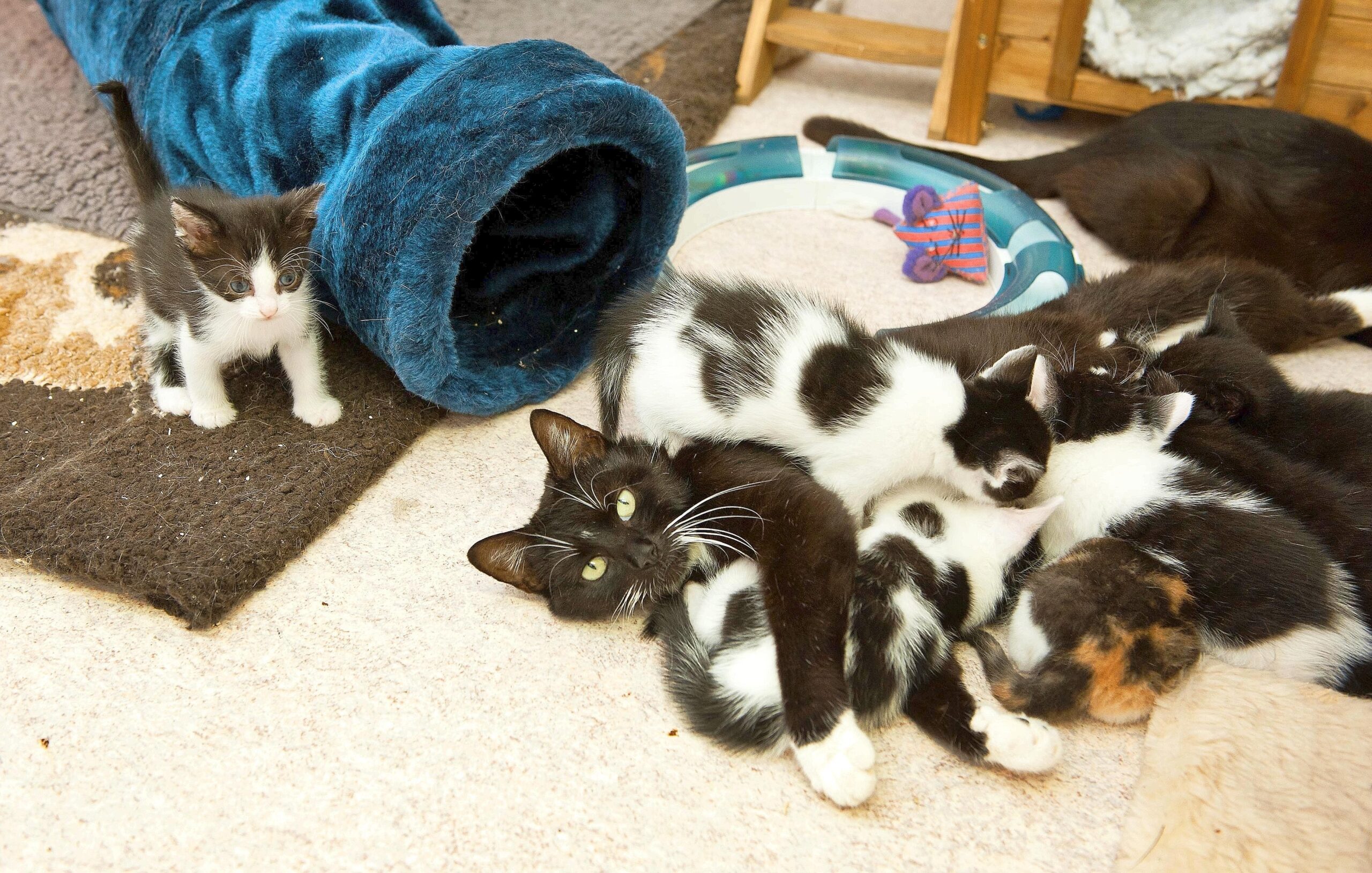 Am Freitag, den 10.06.2011 säugen einige junge Katzen an ihrer Mutter. Sie und ihre Geschwister werden betreut von dem Verein Tiere in Not e. V. Bochum. Foto: Olaf Ziegler / WAZ FotoPool