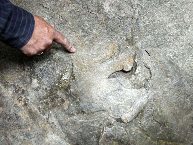 17. Juni: An der Ruhr bei Bochum wird eine geologische Sensation geborgen: Ein Spaziergänger hatte in einem alten Steinbruch nahe des Weges die bisher älteste Wirbeltierfährte Deutschlands entdeckt. Die Fußabdrücke des Ursauriers sind 316 Millionen Jahre alt.
