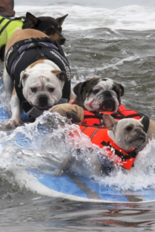 Surfende Hunde im kalifornischen Huntington Beach.