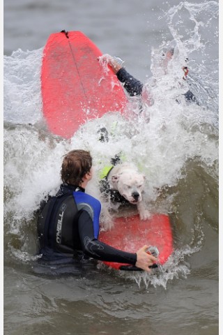 Surfende Hunde im kalifornischen Huntington Beach.