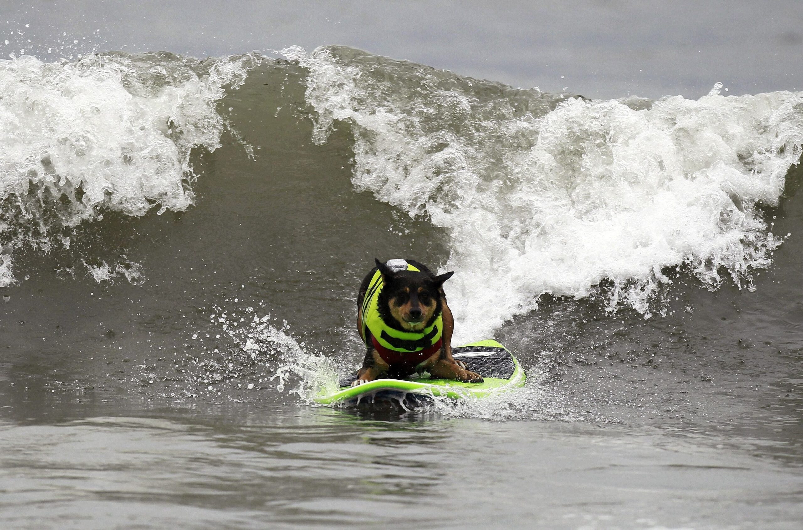 ...so klein, die Wellen: Double overhead, zweimal mannshoch, würde man bei Menschen sagen. Und Abbie Uy, ein...