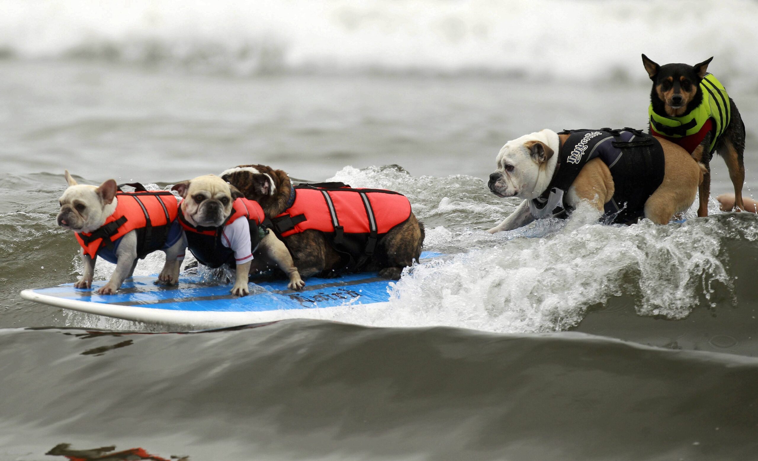 Surfende Hunde im kalifornischen Huntington Beach.