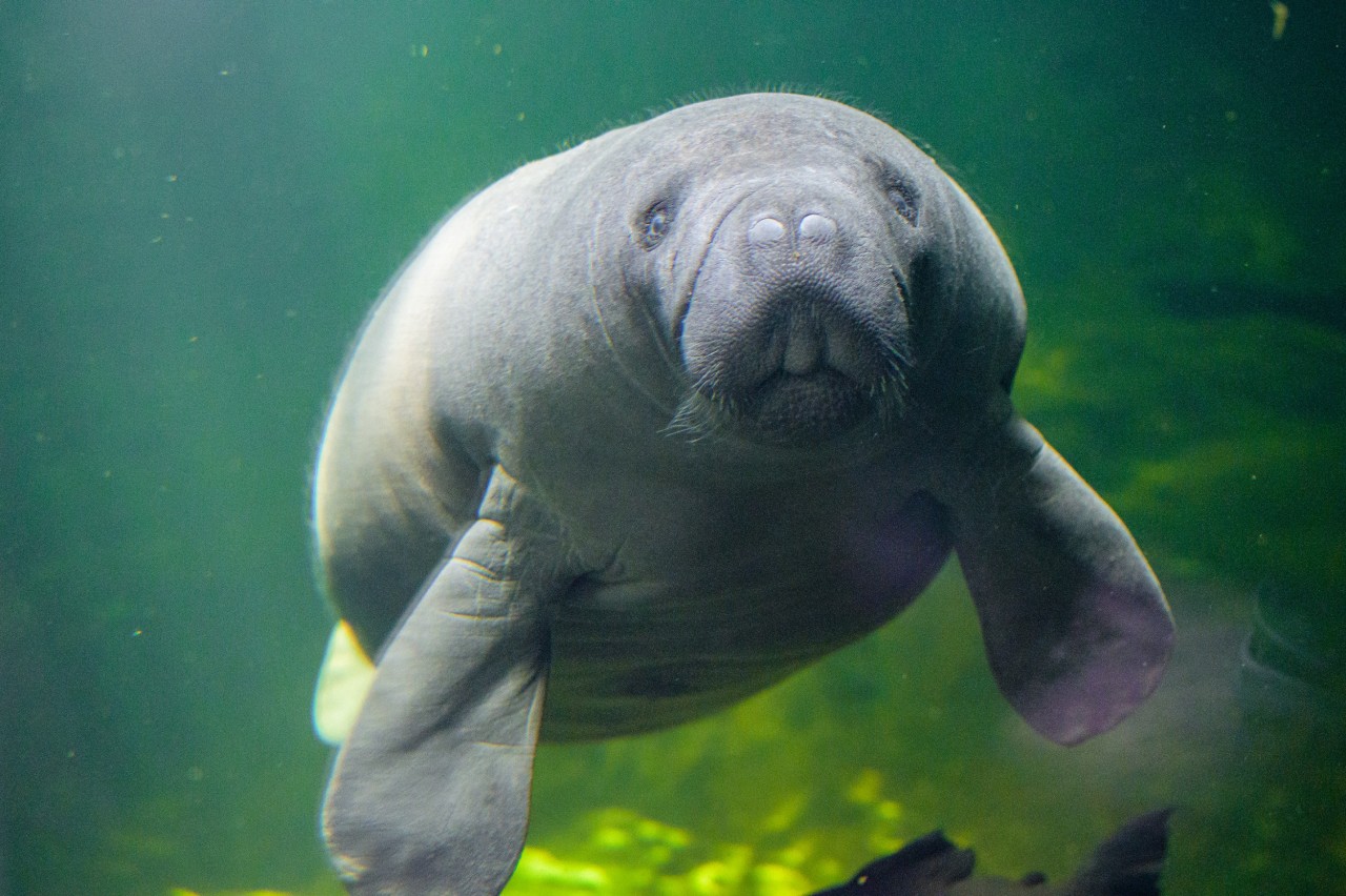 Im Zoo Duisburg können Besucher endlich einen Blick auf die Seekühe Manfred und Pablo werfen. 