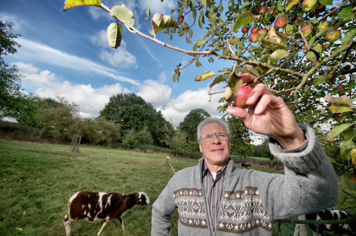 streuobstwiese.JPG