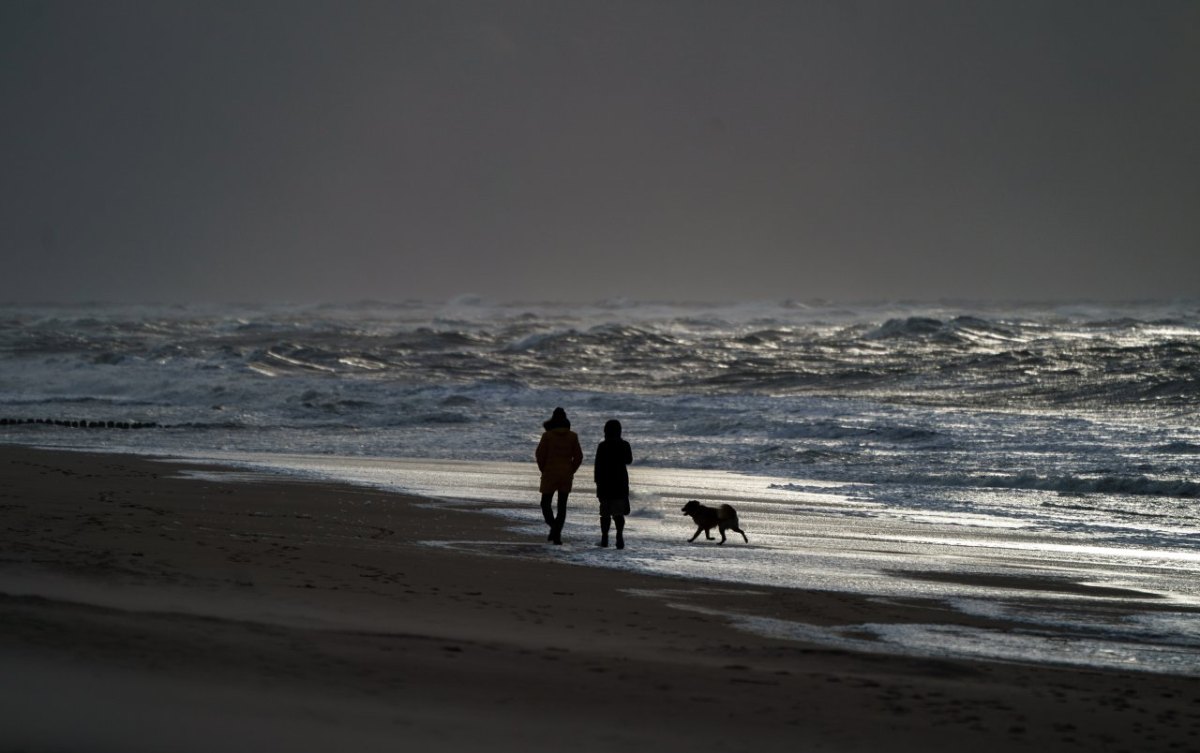 sylt hund.jpg