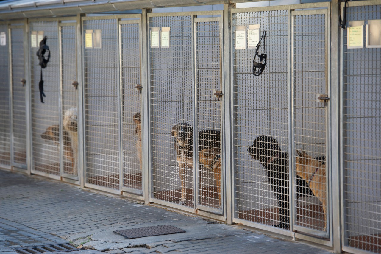 Das Tierheim Köln ist fassungslos. (Symbolbild) 