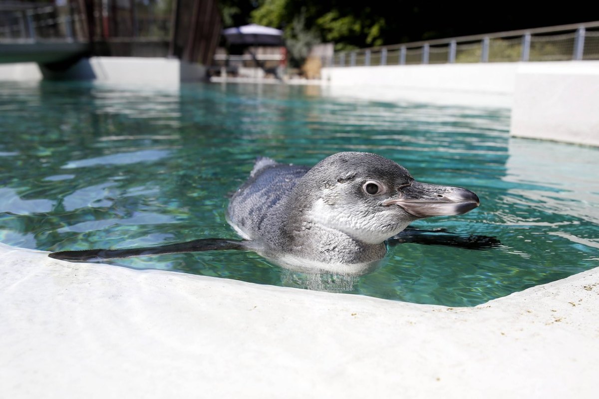 tierpark bochum 2.jpg