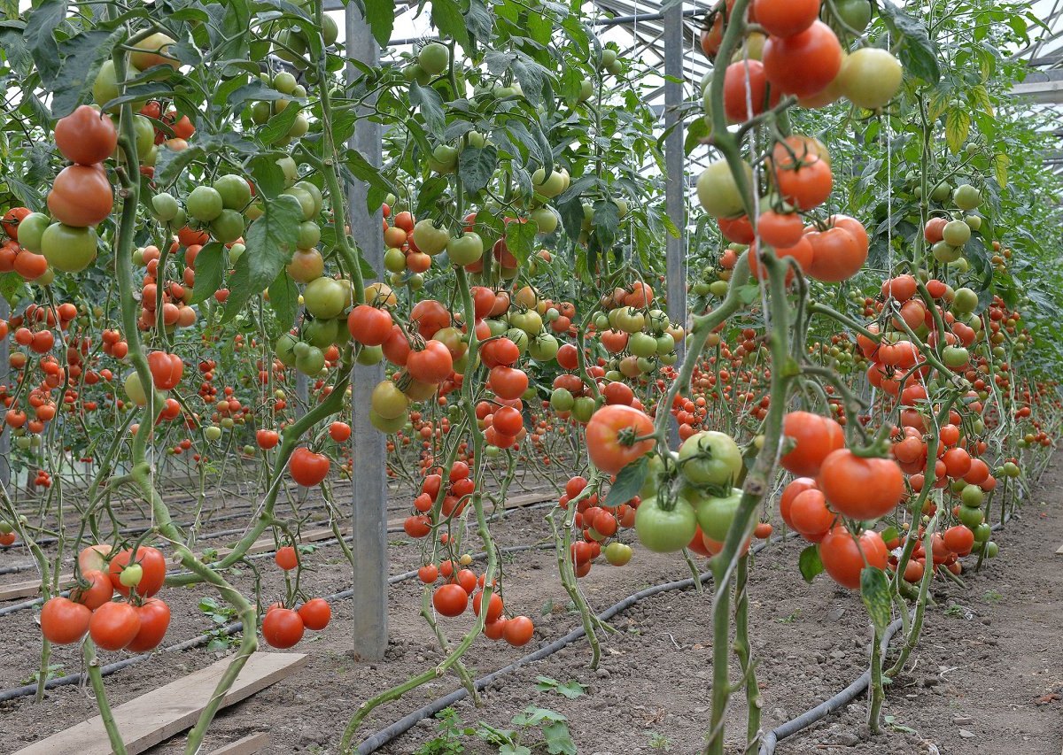 tomaten27.jpg