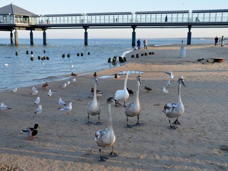 Schwanfamilie am Strand - direkt neben der Seebrücke von Heringsdorf auf Usedom fühlen sie sich offensichtlich wohl.