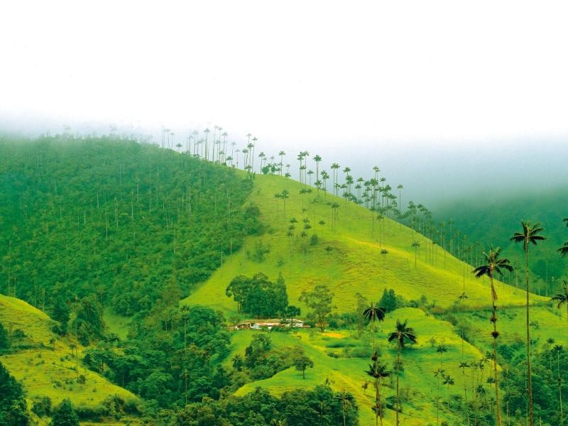 Grüne Hänge im Nebel: Das Triángulo de Oro del Café, das Goldene Dreieck des Kaffees, ist auch landschaftlich reizvoll.