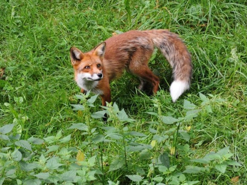 Die Füchse können fast unbehelligt durchs Dickicht streifen. In Skånes Djurpark sind die Gehege so naturgetreu wie möglich.