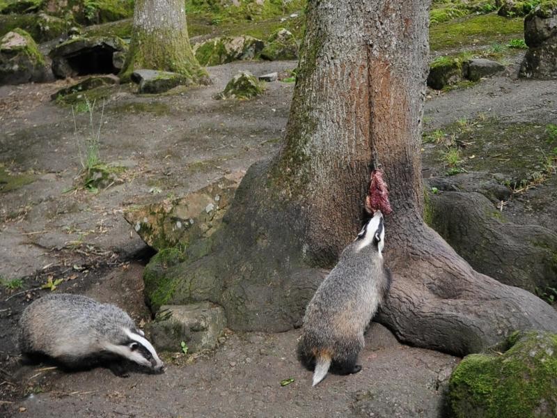 In Skånes Djurpark sollen die Besucher die Tiere in einer möglichst freien Umgebung erleben können. Die Futtersuche ist so naturnah wie möglich gestaltet.