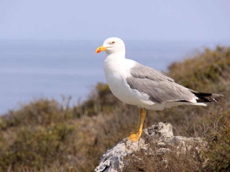 Unter Schutz gestellt: Columbretes ist ein Paradies für Vögel.