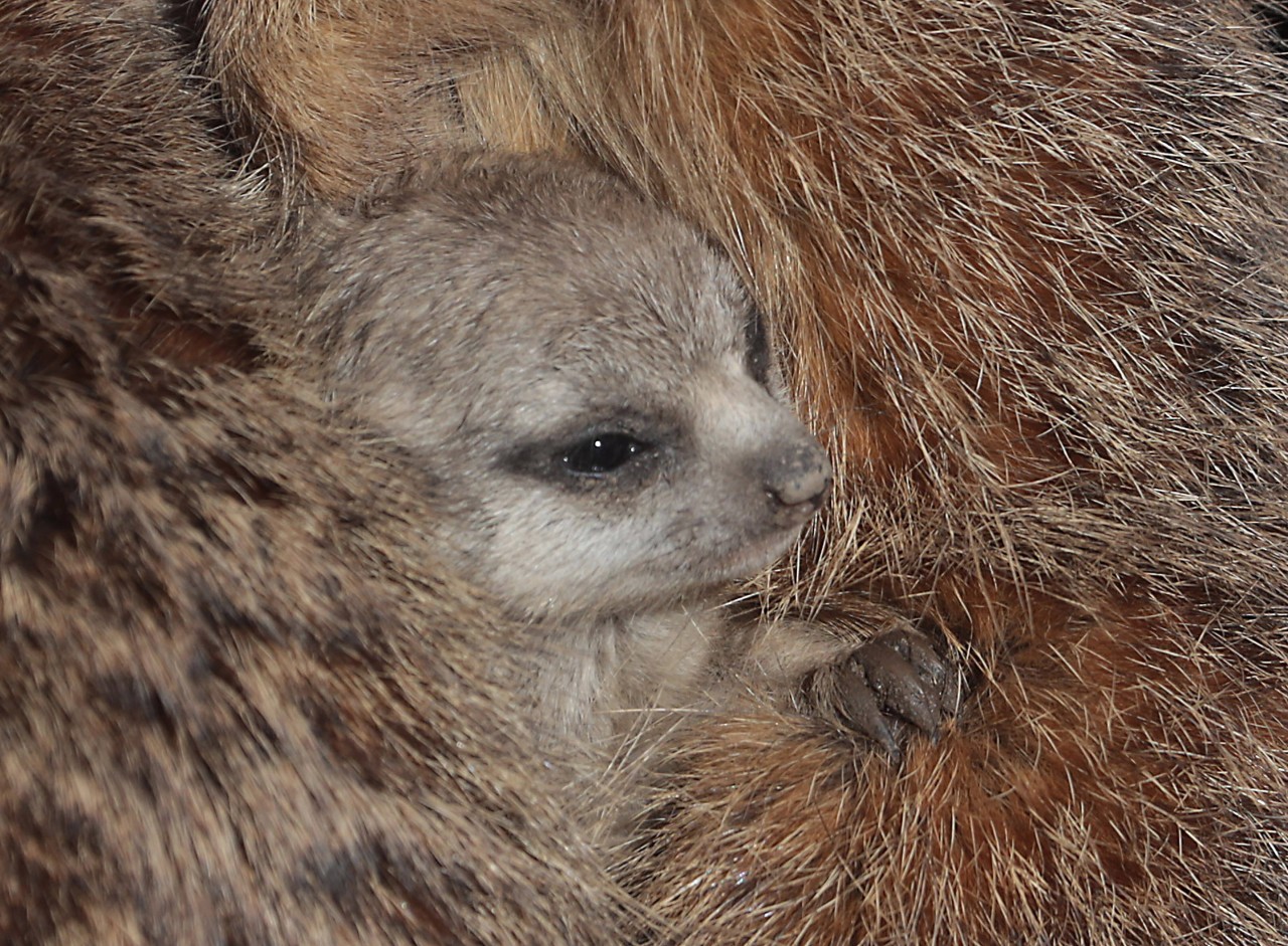 Ooooh! Ein Erdmännchen-Junges mit seiner Mutter, hier im Bergzoo Halle (Archiv)