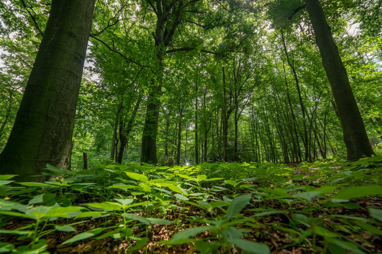 Die Stadt Duisburg wendet sich erneut mit einem dringenden Appell an die Anwohner. (Symbolfoto)