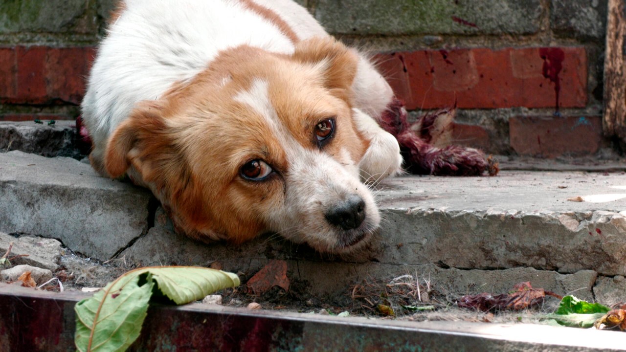 Hund Max wurde von einer Schlange gebissen und dabei schwer verletzt. (Symbolbild)