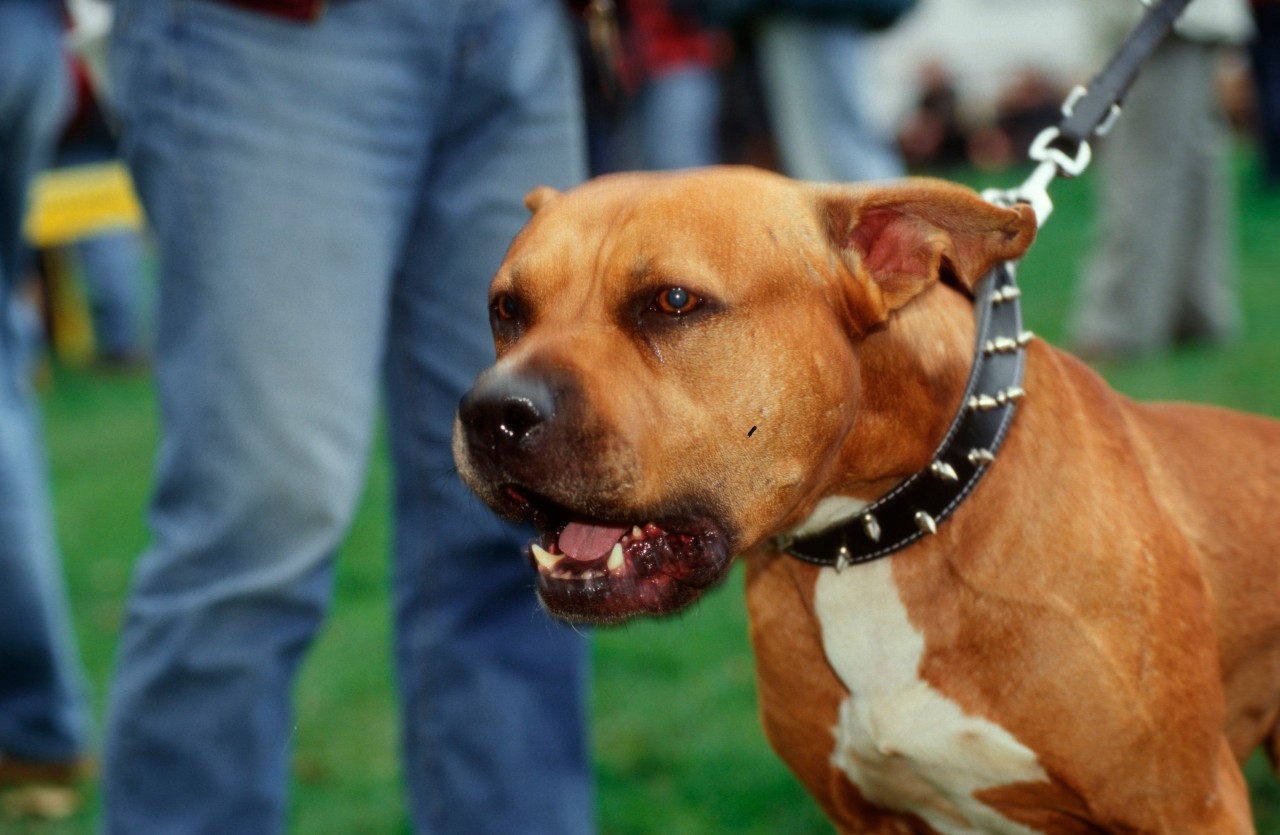 Ein Hund aus Yorkshire attackierte seine Besitzerin und tötete sie. Ihr Partner überlebte den Angriff nur knapp. (Symbolbild)