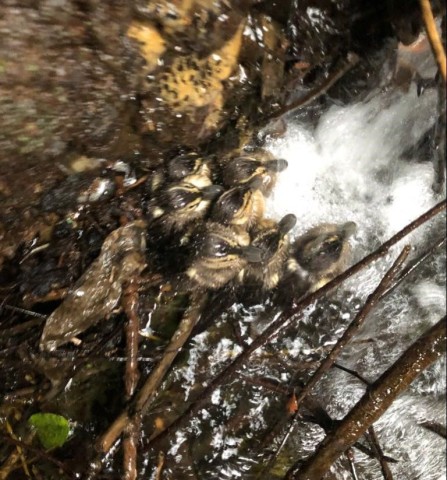 Sieben Entenküken waren in einen Gully gestürzt.