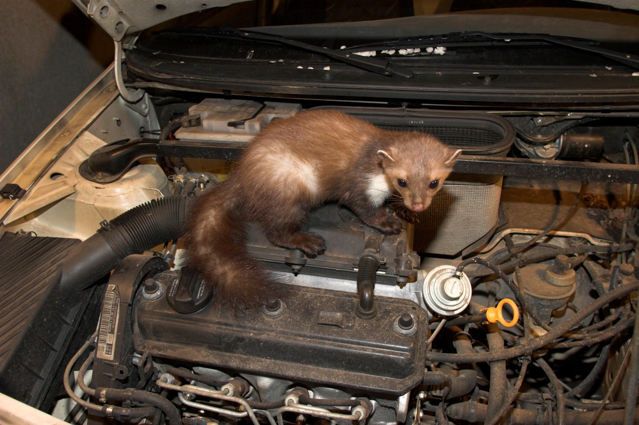 Marder können teure Schäden an Autos verursachen. (Symbolbild) 