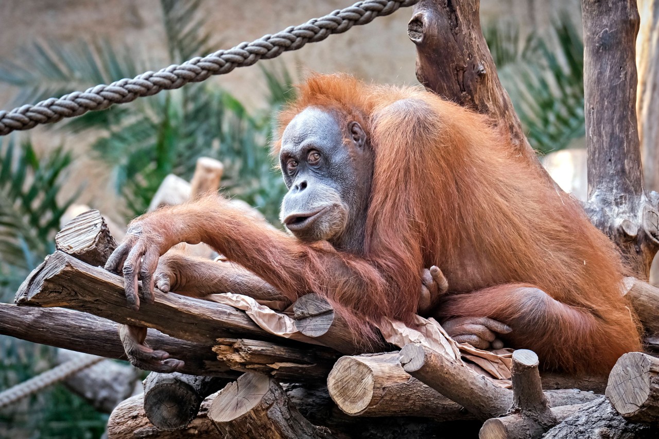 Zoo: Ein Orang-Utan ist in Vietnam beinah ertrunken (Symbolfoto).