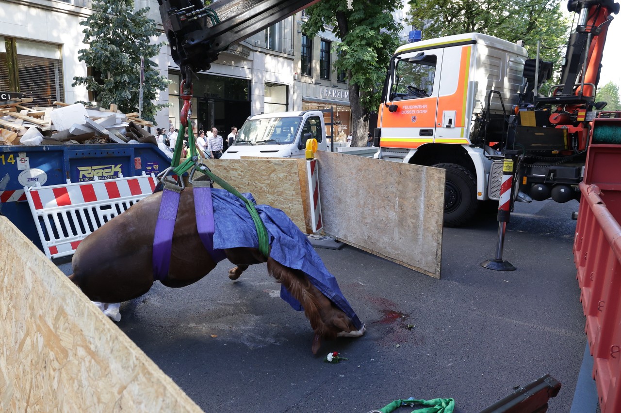 Schützenfest in Düsseldorf: Plötzlich bricht ein Pferd zusammen!