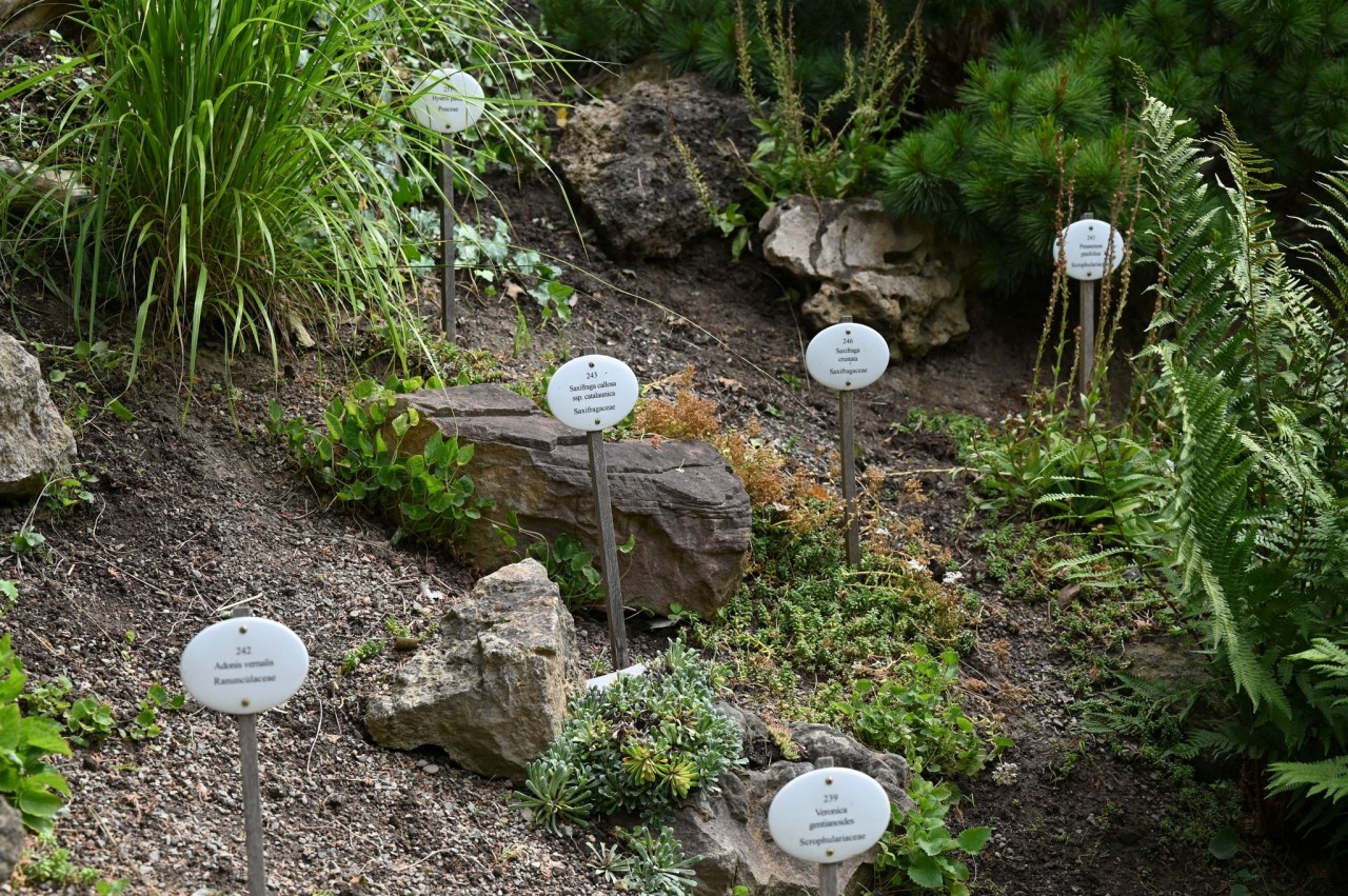 Kein botanischer Garten ohne Beschilderung. Wie in früheren Zeiten informieren die emaillierten Schilder die Besucher der Insel Siebenbergen über die zahlreichen Pflanzen.