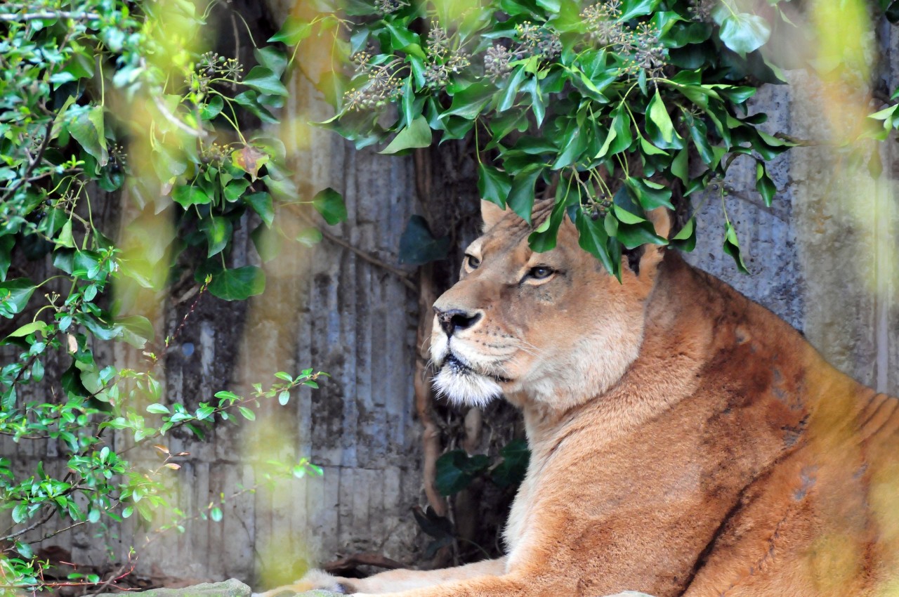 Der Zoo Münster trauert um Löwin Zeta.