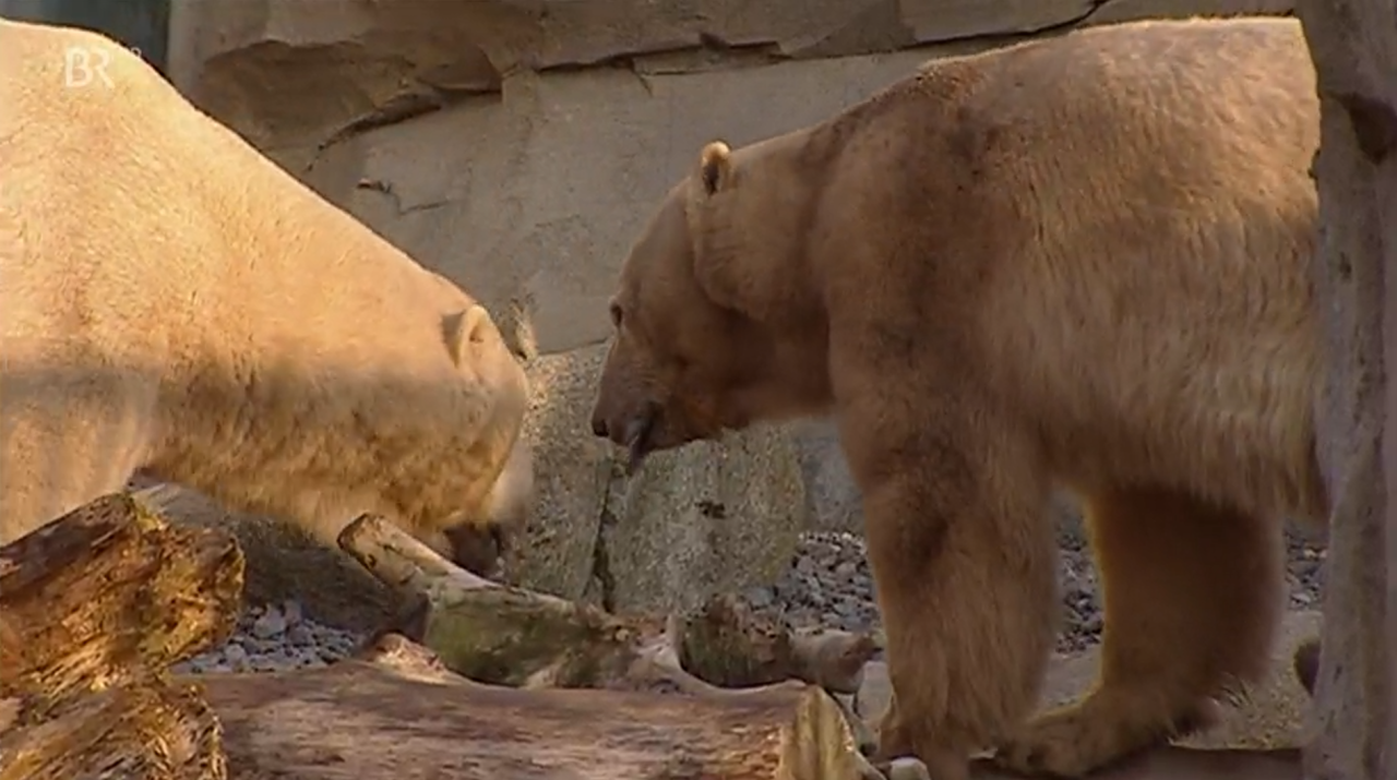 Bei den Eisbären im Bremerhavener Zoo ging es heiß her.