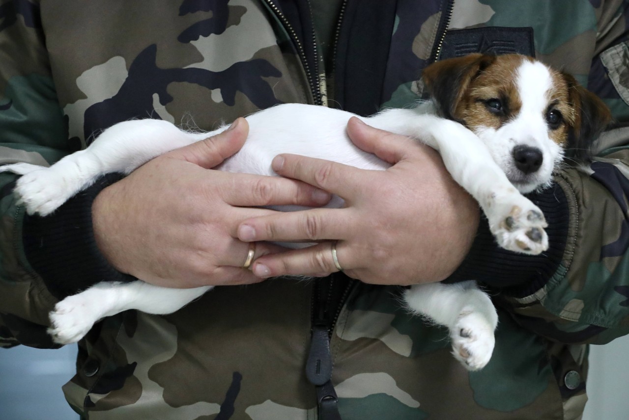 Ein Hund in Essen wurde Opfer eines fiesen Giftköder-Anschlags. (Symbolbild)