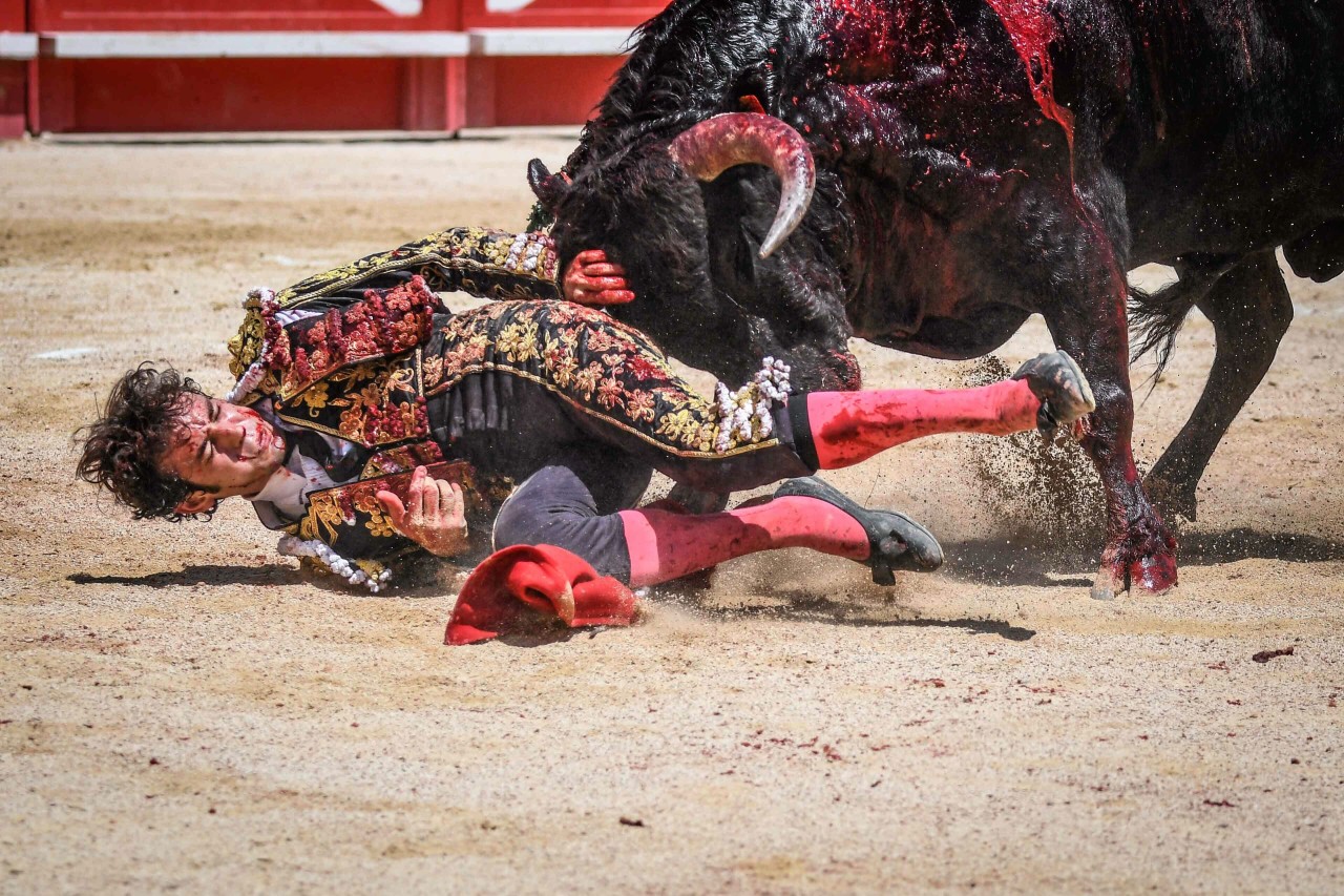 Ein Stierkampf im Juni 2022. Das Foto ziegt, wie  heftig es bei der umstrittenen Attraktion teils zugeht. 