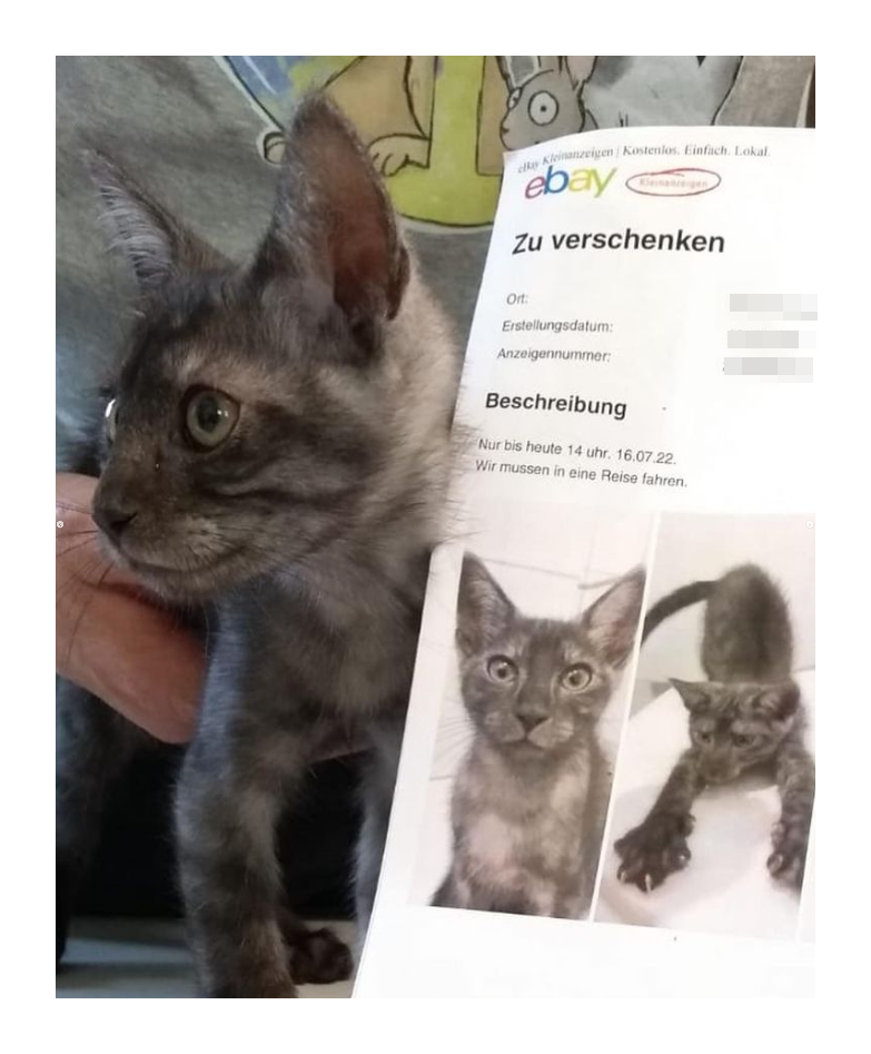 tierheim-bergheim-katze-ebay1.png