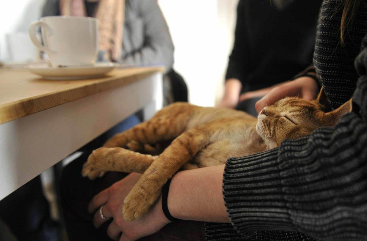 Bochum: Ob auch dieser Traum für die Besucher des Katzentempels in Erfüllung gehen wird? (Symbolbild)