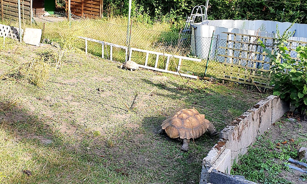 Unter anderem fanden die Beamten diese Spornschildkröten in einem Garten in Gelsenkirchen.