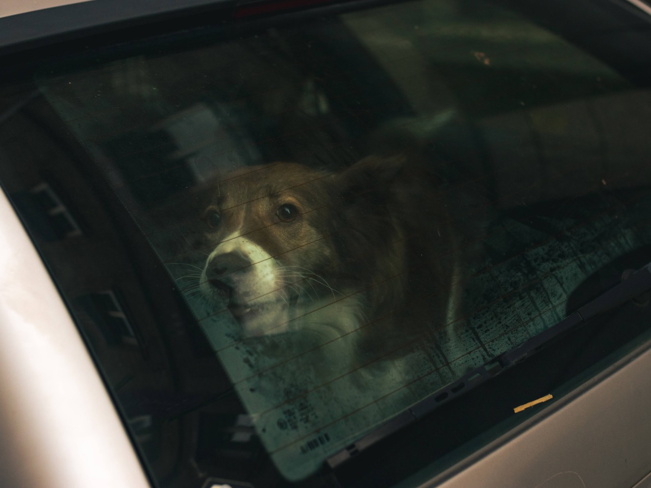 Wieder Mal wurde ein Hund bei den heißen Temperaturen achtlos im Auto zurückgelassen. (Symbolbild) 
