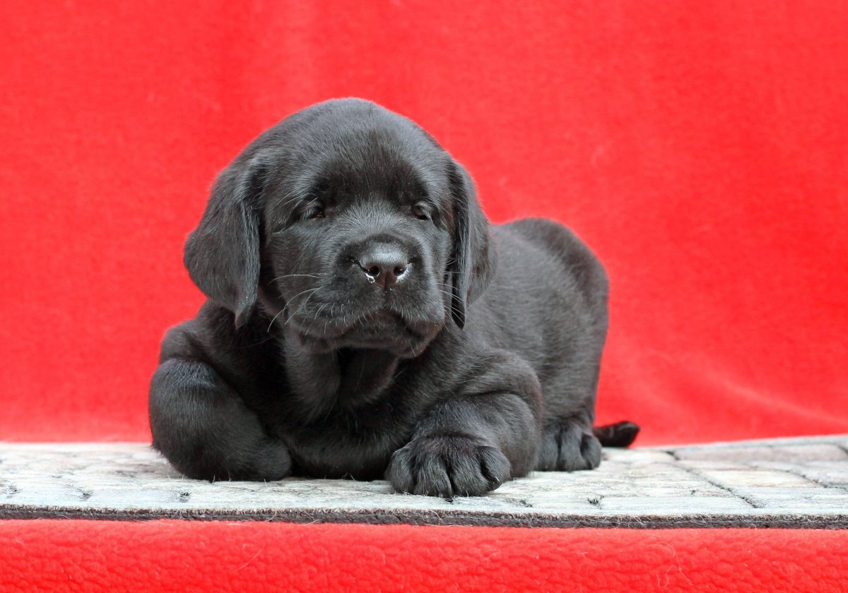 Hund-Labrador.jpg