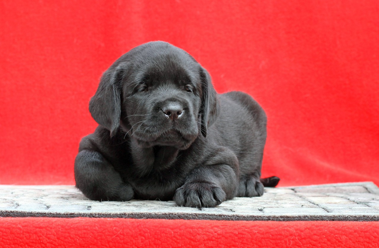 Zehn Labrador-Welpen mussten um ihr Leben bangen. (Symbolbild)