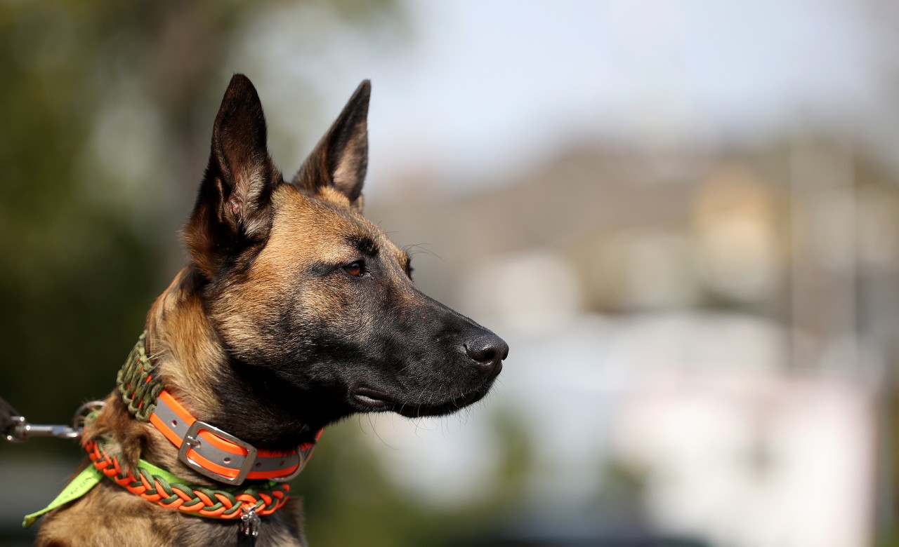 Hund in NRW: Das Tierheim Köln Zollstock sucht ein Zuhause für Malinois-Rüden Eddie. (Symbolbild)