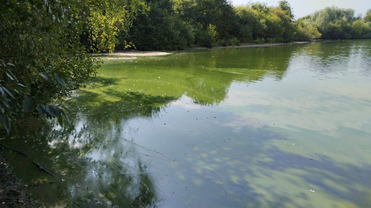 Der Rotbachsee in Dinslaken ist offenbar von Blaualgen befallen.