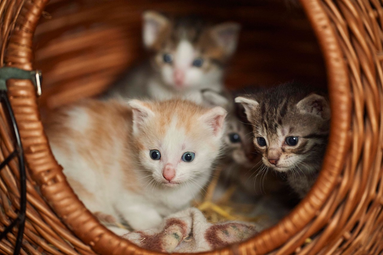 In einem Tierheim in NRW kamen mehrere Katzenbabies zur Welt – sie lebten allerdings nicht lange. (Symbolfoto)