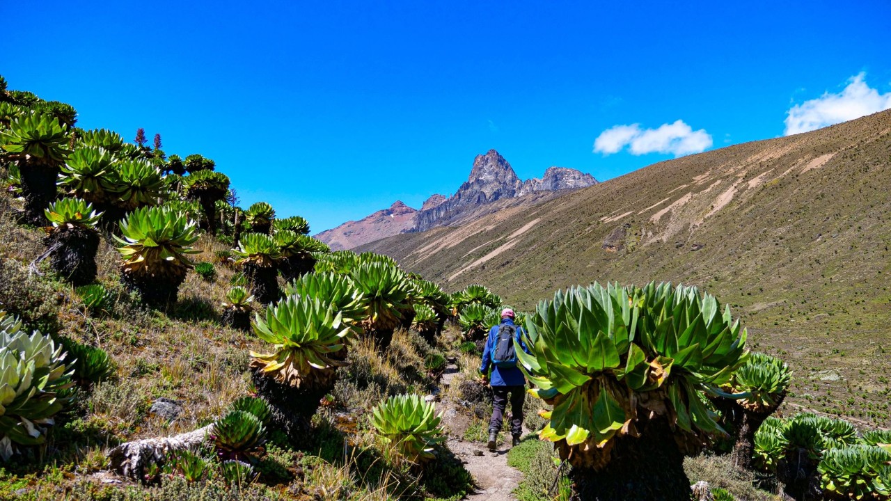 Die felsigen Gipfel des Mount Kenya immer im Blick: Der Guide gibt den Weg vor, der über einen Rundweg hinauf zum Gipfel führt.