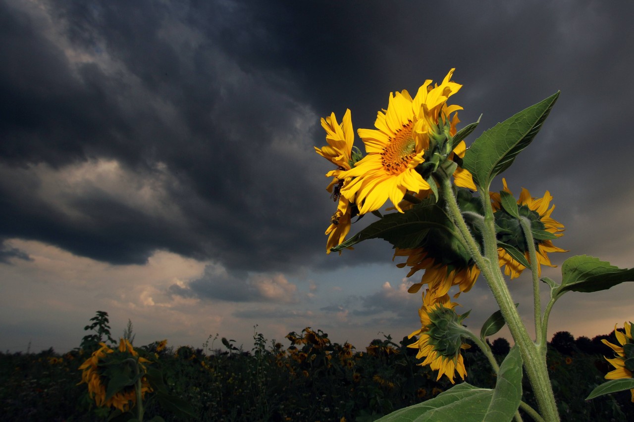 Wetter in NRW: Nach der Hitzewelle braut sich bereits etwas zusammen. (Symbolbild)