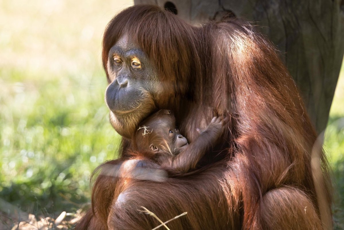 Zoo Dortmund.jpg