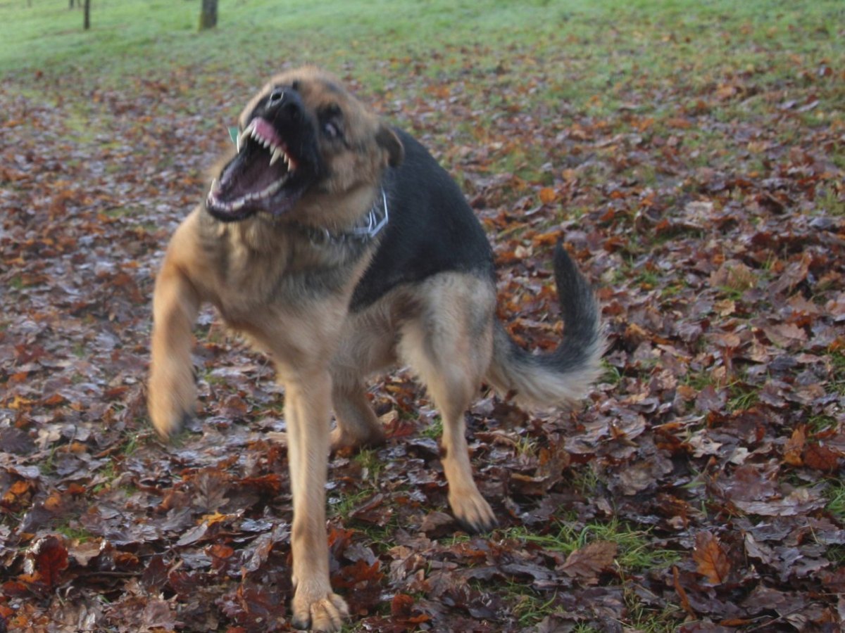 postbotin-von-hunden-zerfleischt.jpg