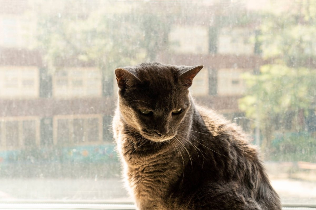 urlaub frankreich katze.jpg