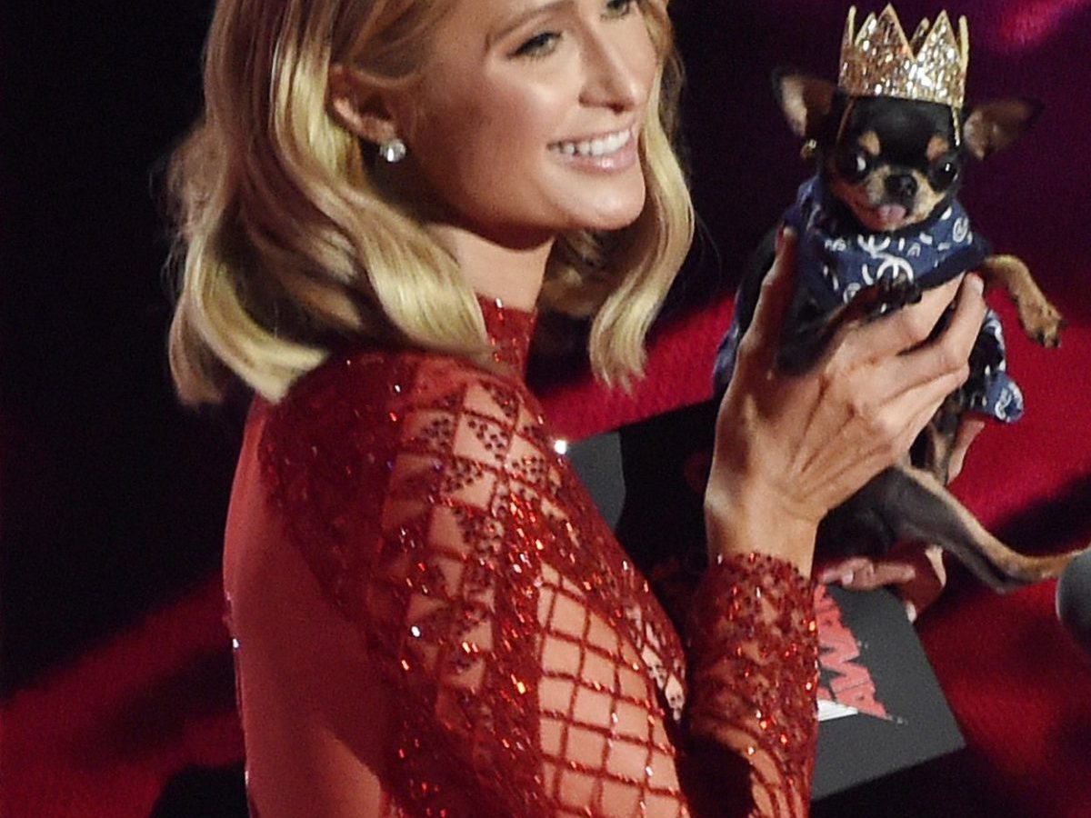 Paris Hilton vermisst ihren Hund Diamond Baby
