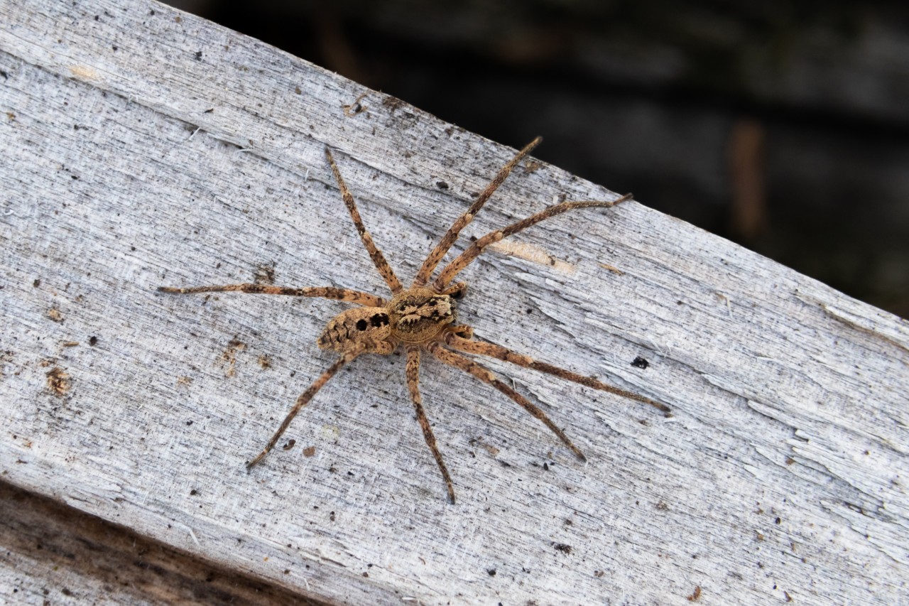 In Dortmund treibt die Nosferatu-Spinne ihr Unwesen.