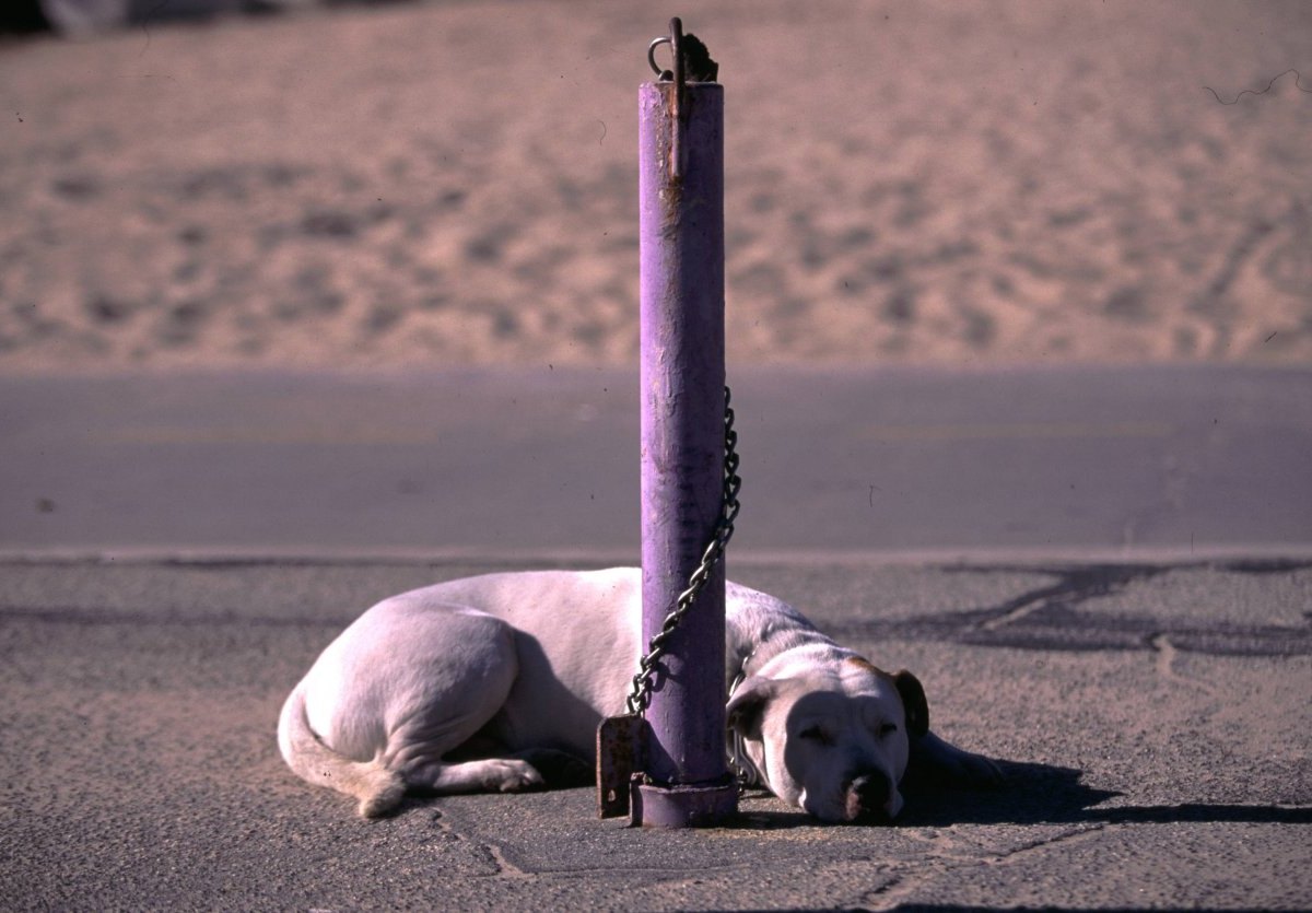 Hund NRW.jpg