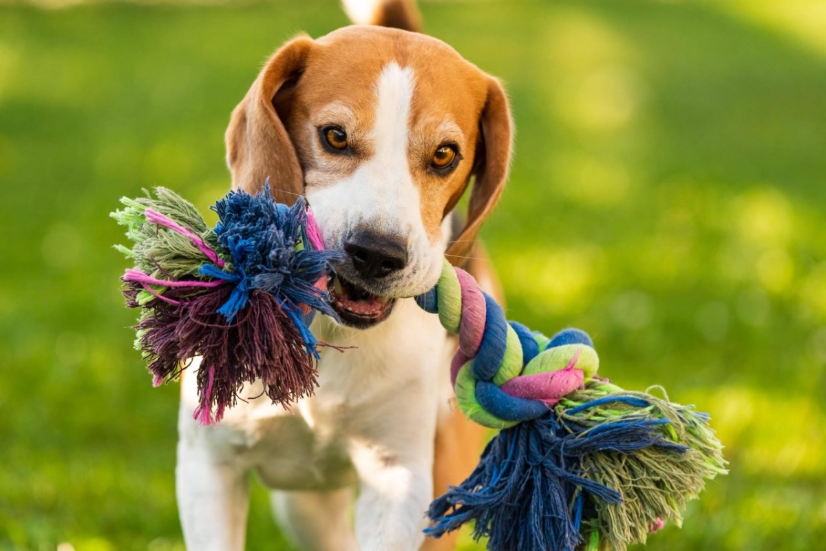 Hund-spielzeug.jpg